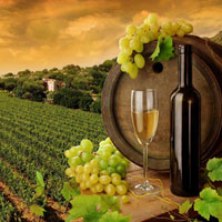 Wine Tour Tuscany